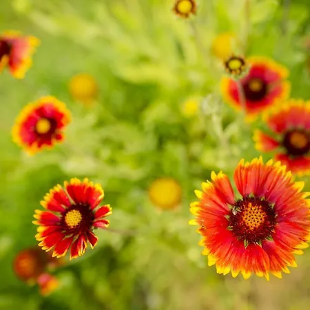 O Vale * エリセイラ